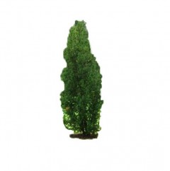 Cis pośredni 'Hicksii' DUŻE SADZONKI 80-100 cm (Taxus x media)